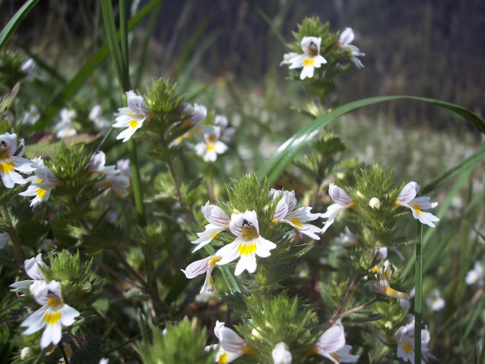 che fiore �? - Euphrasia sp.